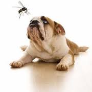 bulldog looking at giant mosquito