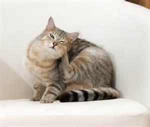 cat itch