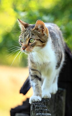 Cat Microchipping in Nashua, NH
