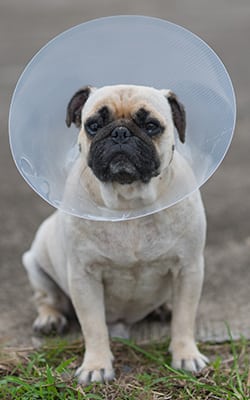 Dog wearing a cone 