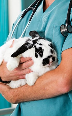 Veterinarian holding a rabbit