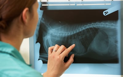 Veterinarian looking at a x-ray