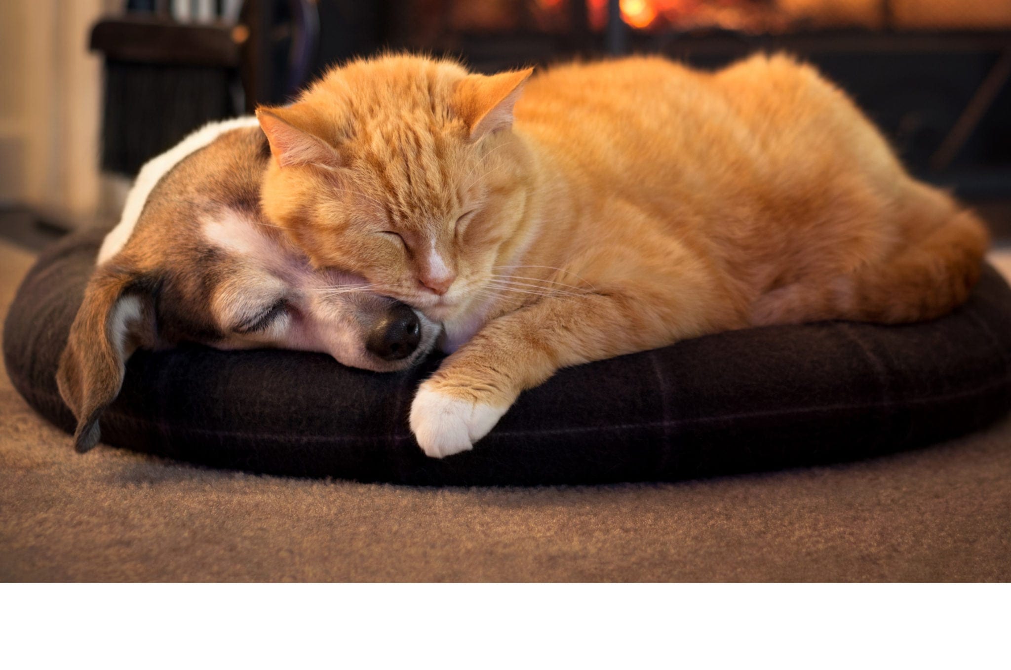 a cat laying on top of a dog while sleeping on a dog bed