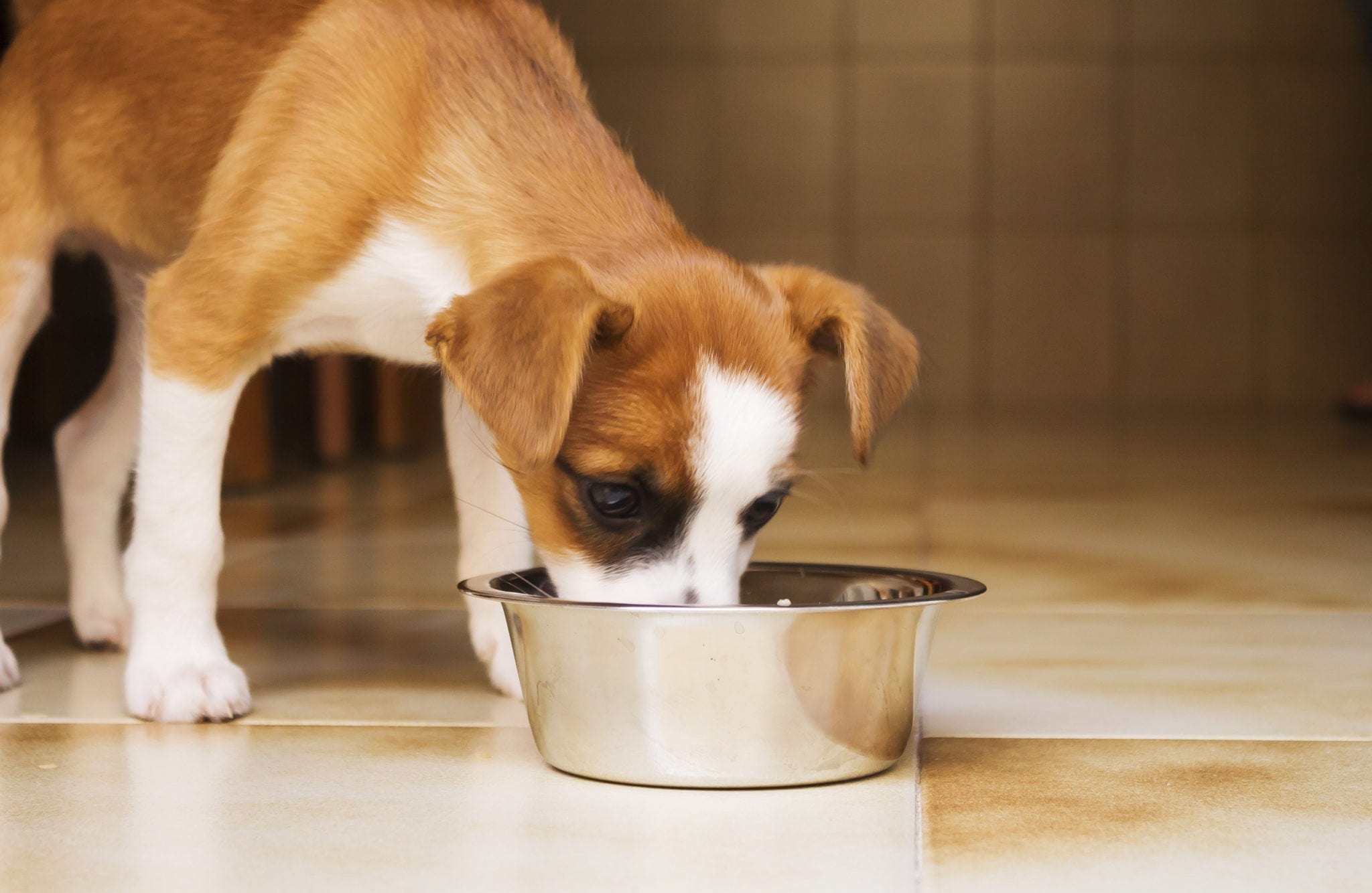 a puppy eating out of a metal food bowl