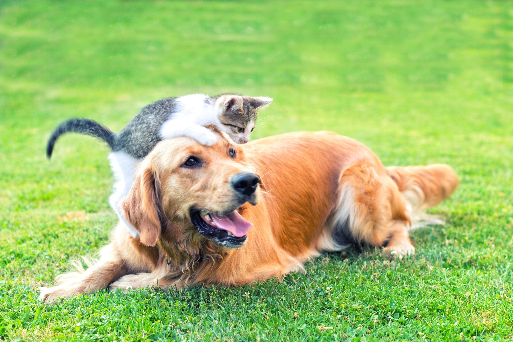 a kitten on top of a dog's head while laying down in the grass