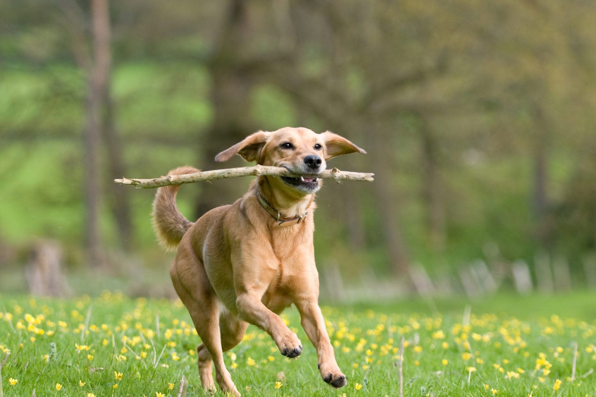 a dog running with a big stick in a field