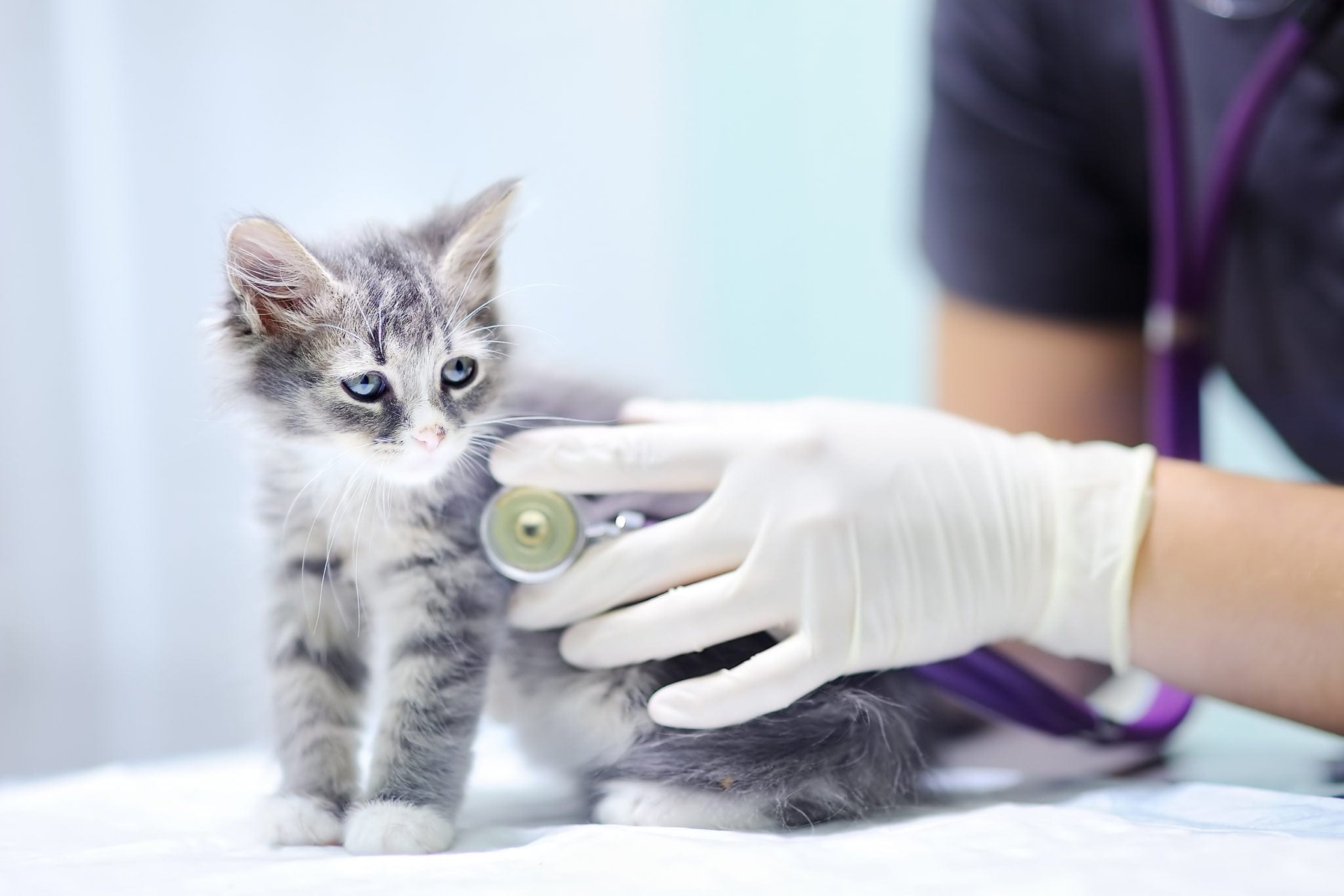 a veterinarian examining a kitten's heart rate using a stethoscope