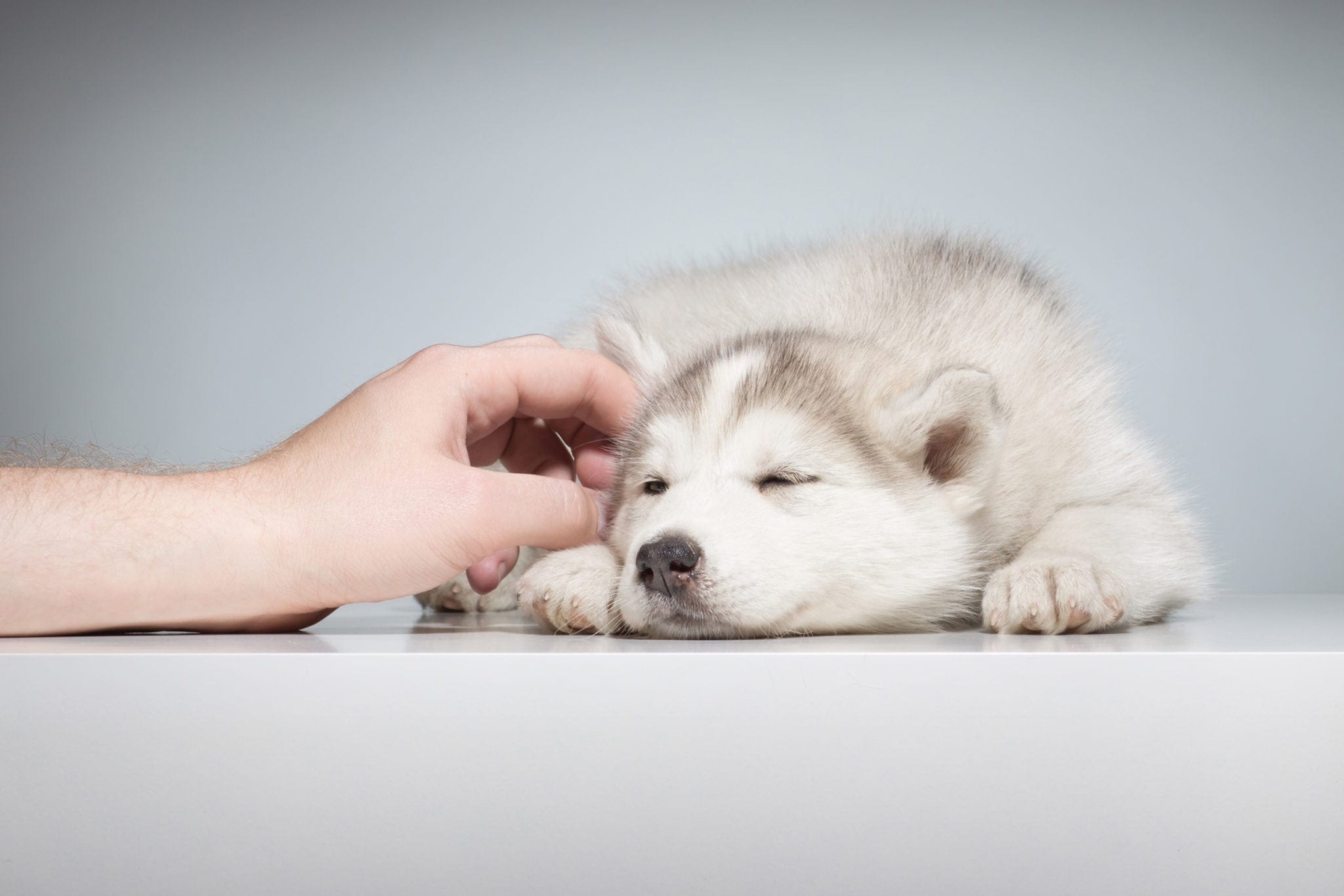 a human touching a husky puppy's ear while they are laying down