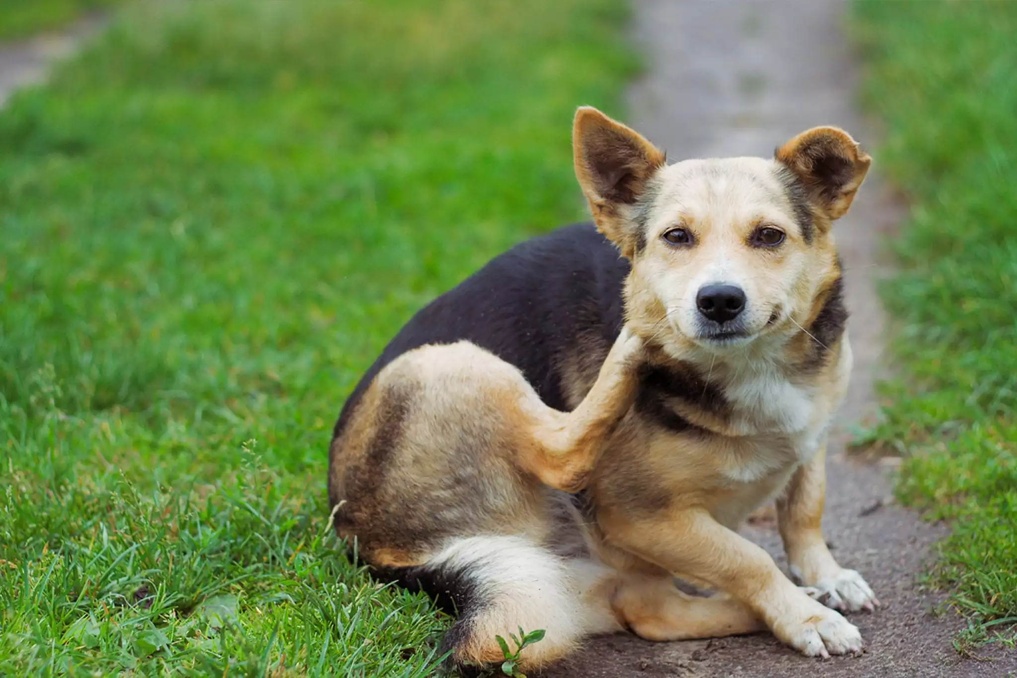 Dog and Cat Allergy Treatments in Nashua, NH