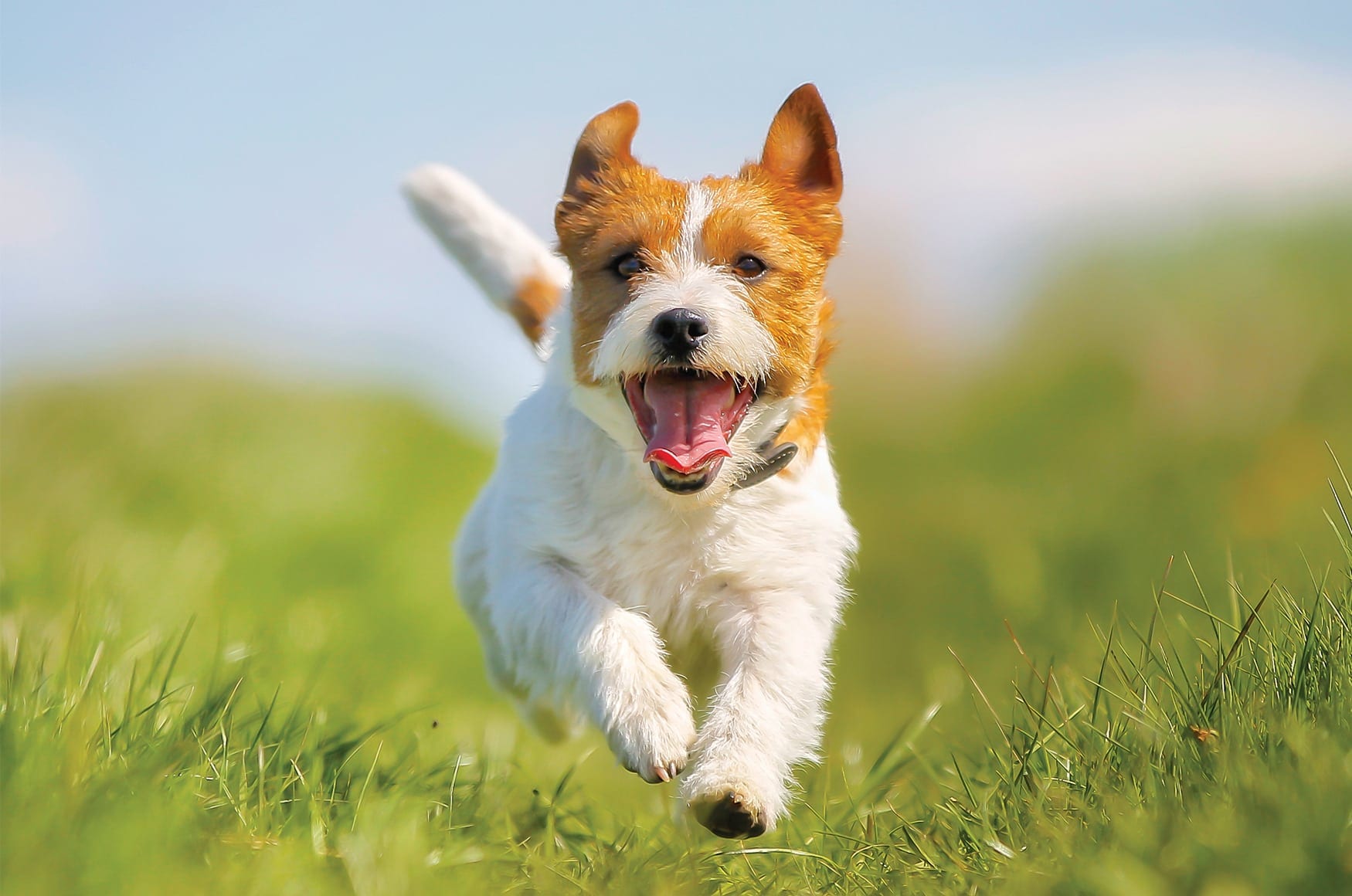 a terrier dog running in the grass with their mouth open