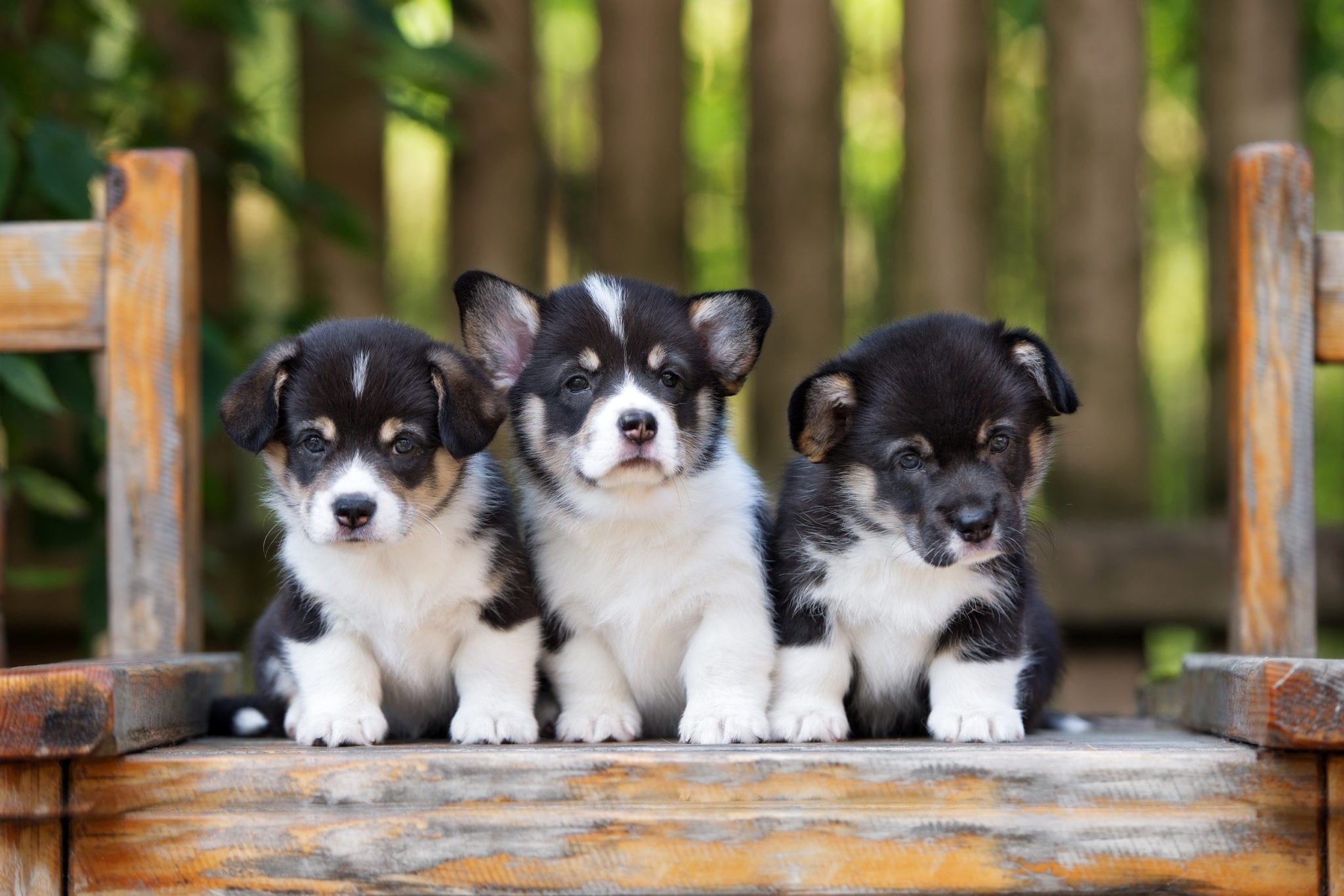 three puppies sitting on a bench