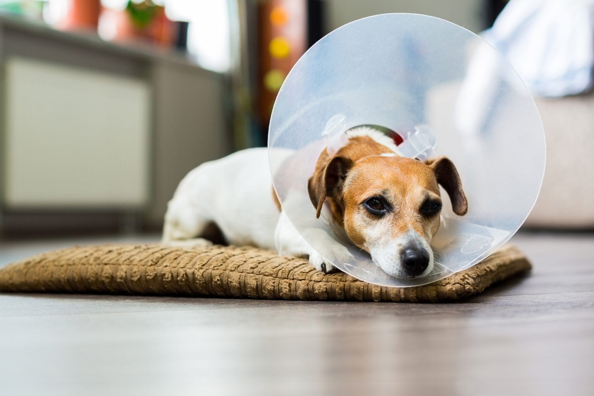 a dog wearing a veterinary cone while laying down on a mat on the wooden floor