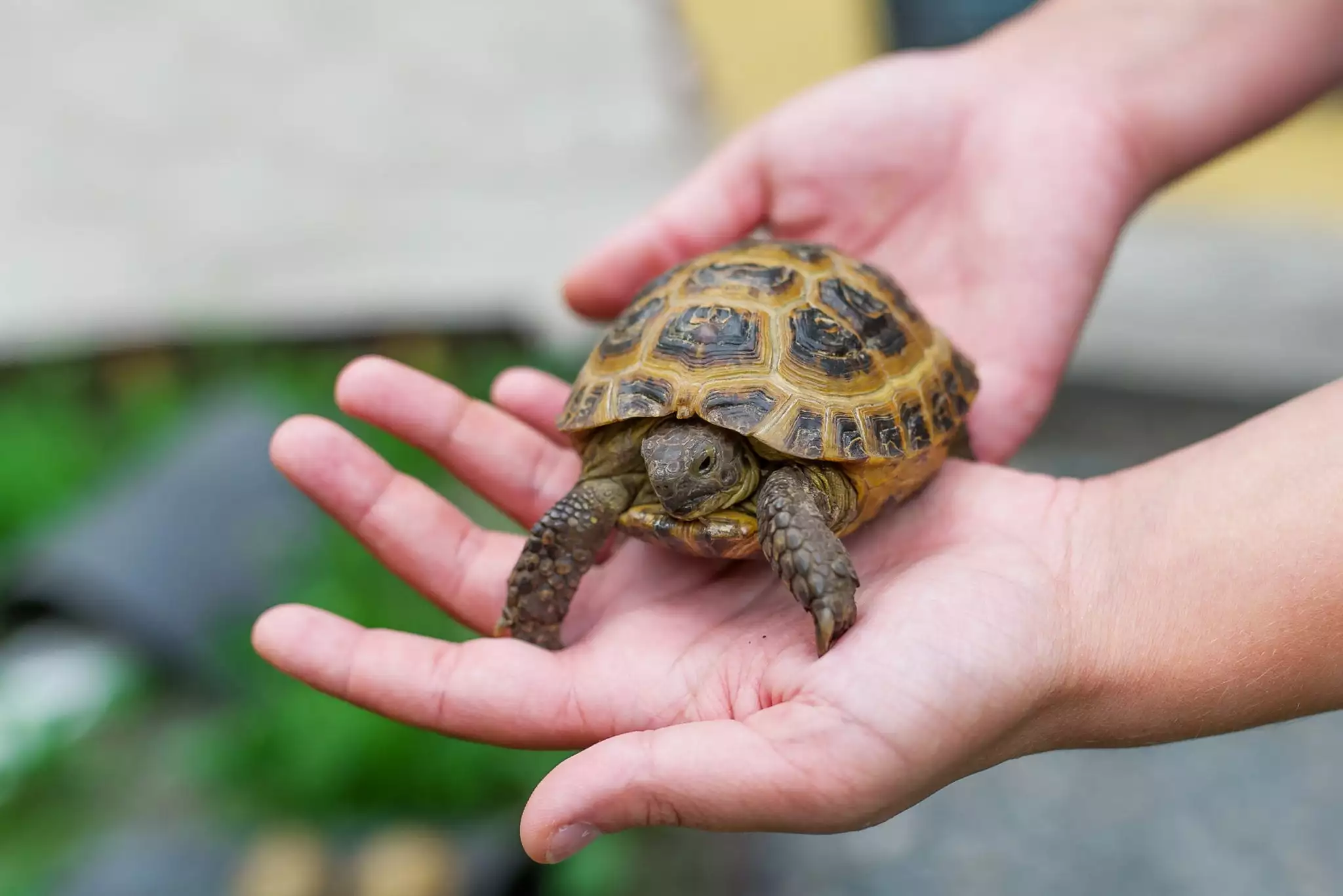 a closeup of a turtle being held by human hands