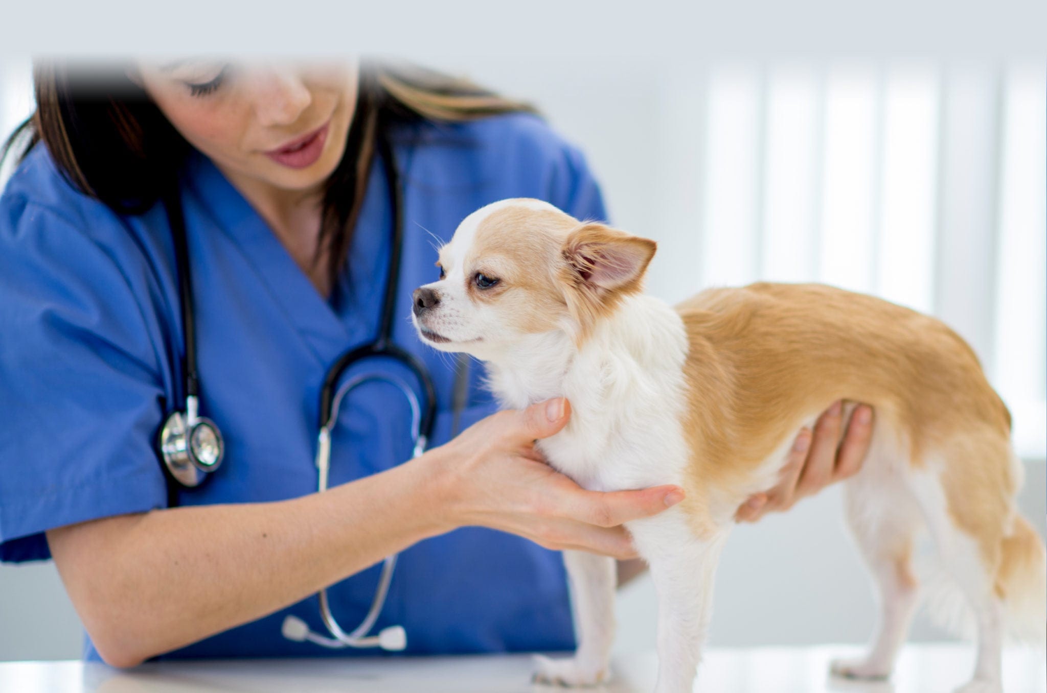 a chihuahua being examined by a veterinarian