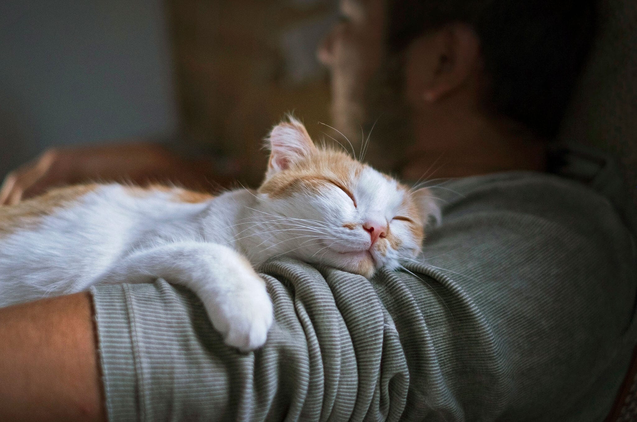 a cat sleeping on a man's arm