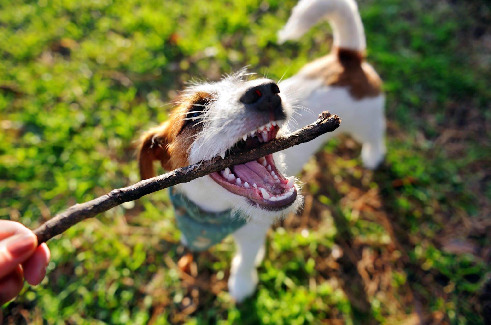 dog outside with stick in mouth