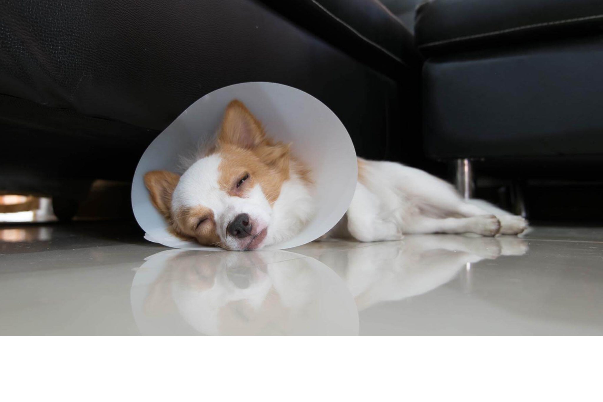 sleepy dog wearing cone laying on floor by chair