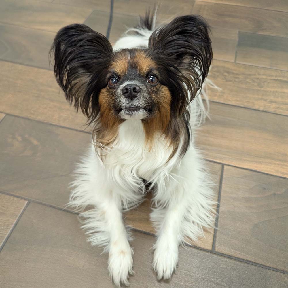 Dog With Big Ears Dog With Big Ears