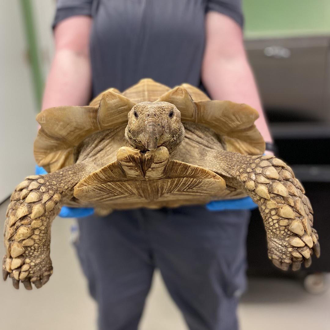 Henry The Turtle Henry The Turtle