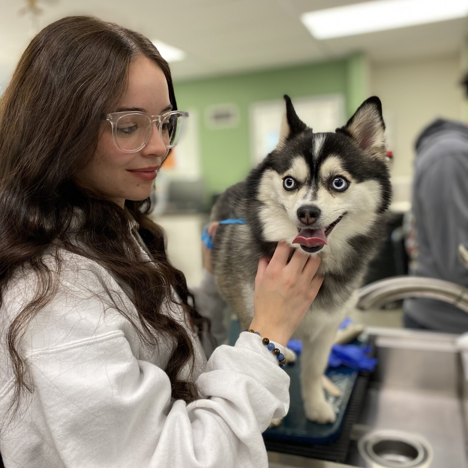 Vet with Husky Type Dog Vet with Husky Type Dog