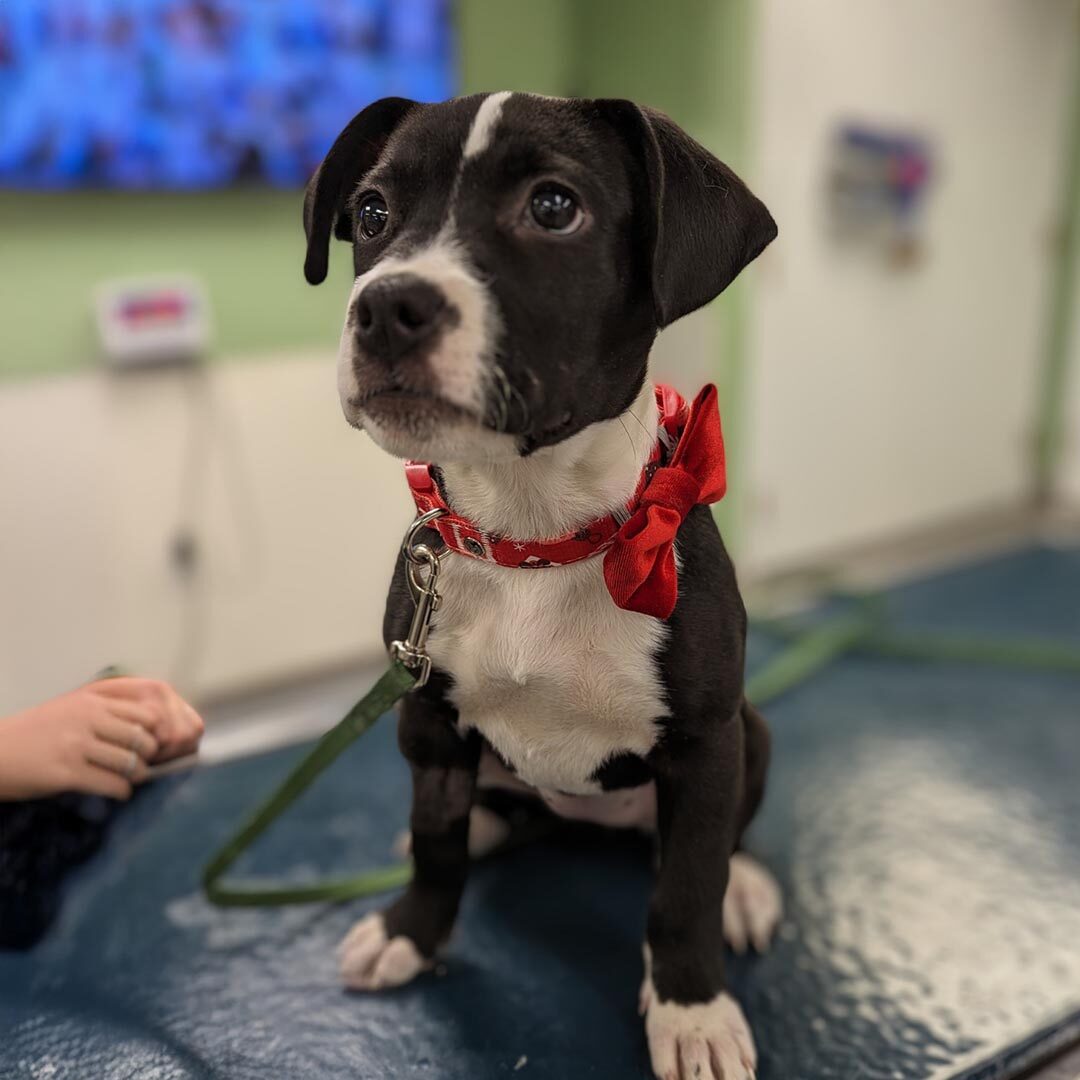 Puppy With Red Bow Puppy With Red Bow