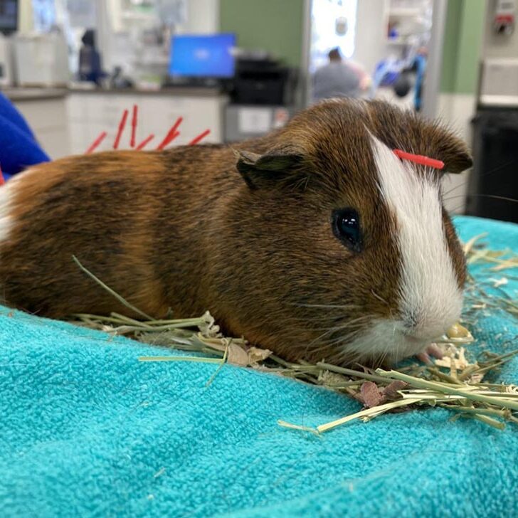 Acupuncture For Pets In Nashua, NH Acupuncture on guinea pig