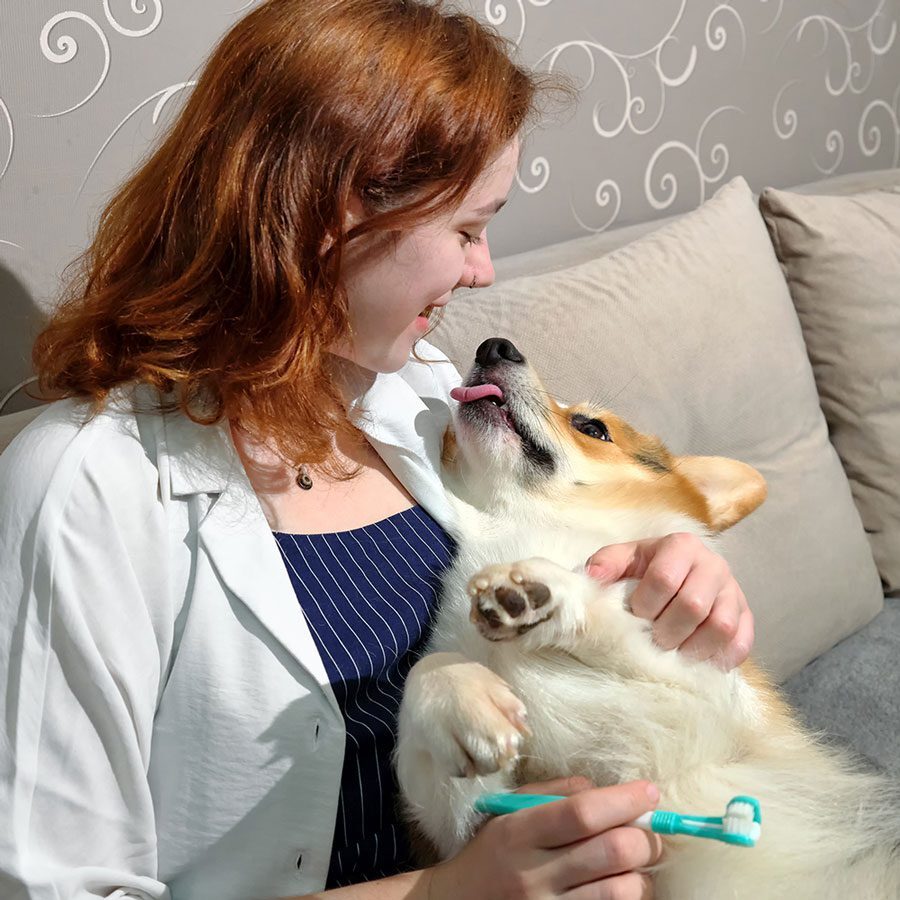 Brushing Corgi's Teeth Brushing Corgi's Teeth