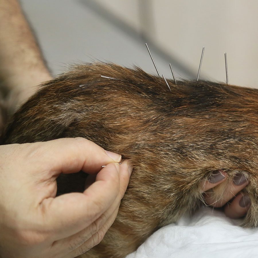 Cat Acupuncture Cat Acupuncture