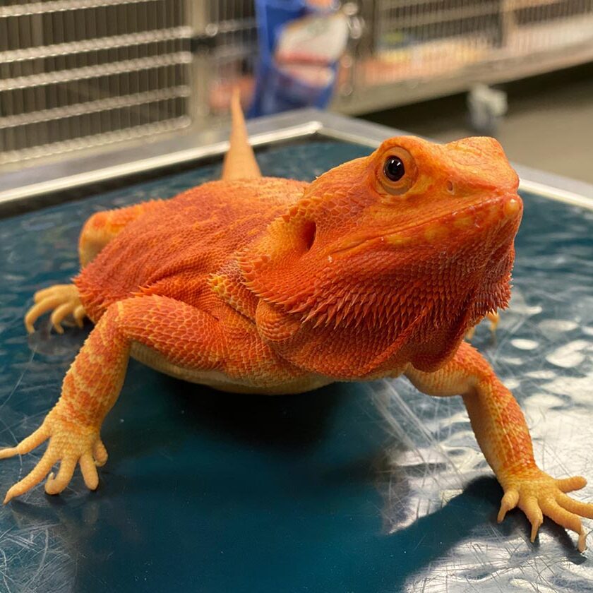 Client Forms At All Pets Animal Hospital In Nashua, NH orange lizard visits All Pets