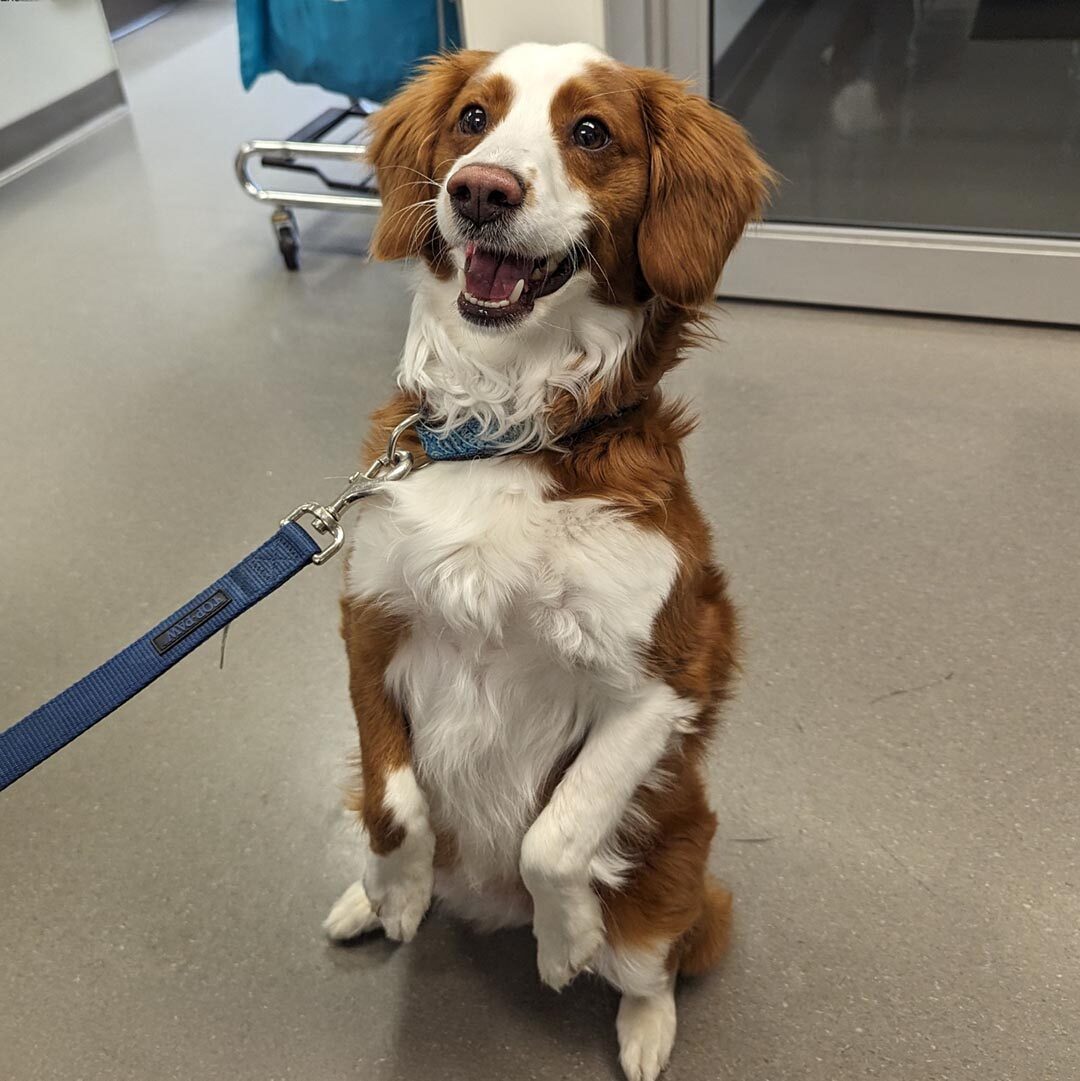 Dog And Cat Dental Care In Nashua, NH smiling dog on hind legs