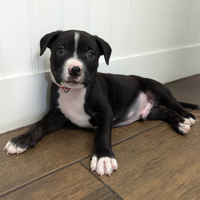 Dog And Cat Spay And Neuter Surgeries In Nashua, NH puppy relaxing in the waiting room