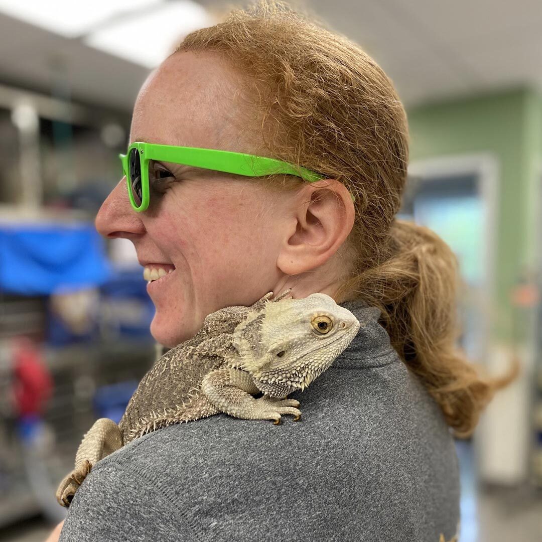 Female Staff Member Wearing Sunglasses With Bearded Dragon On Shoulder female veterinarian wearing green sunglasses smiling and looking off to side with bearded dragon on shoulder
