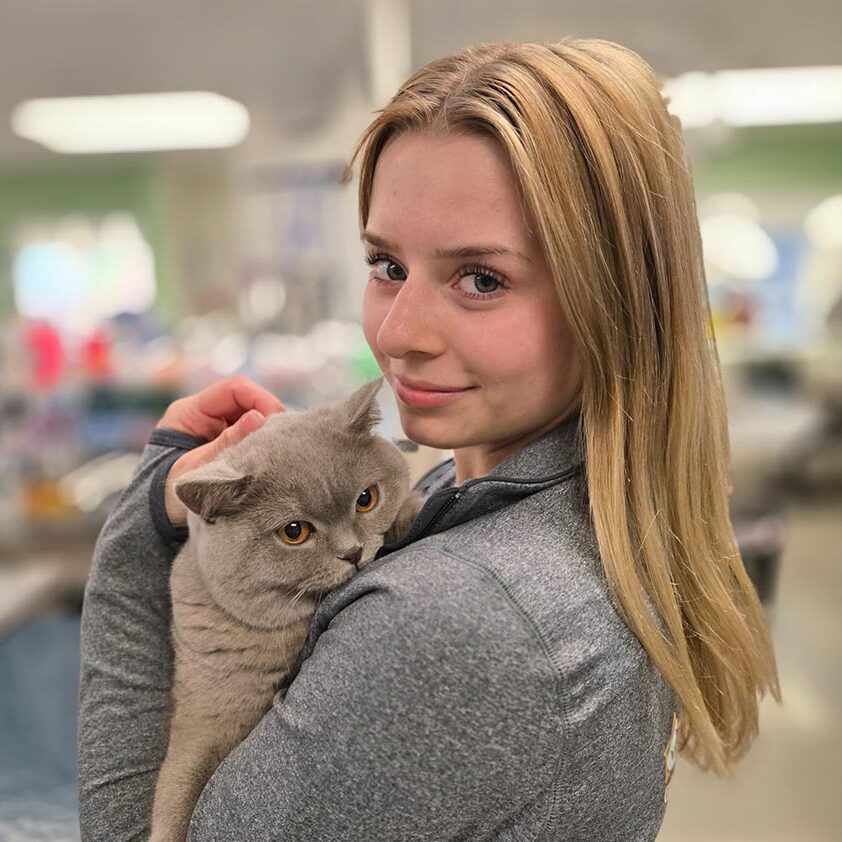 tech holding gray cat
