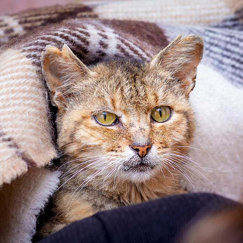 Old Cat Wrapped In A Blanket Old Cat Wrapped In A Blanket