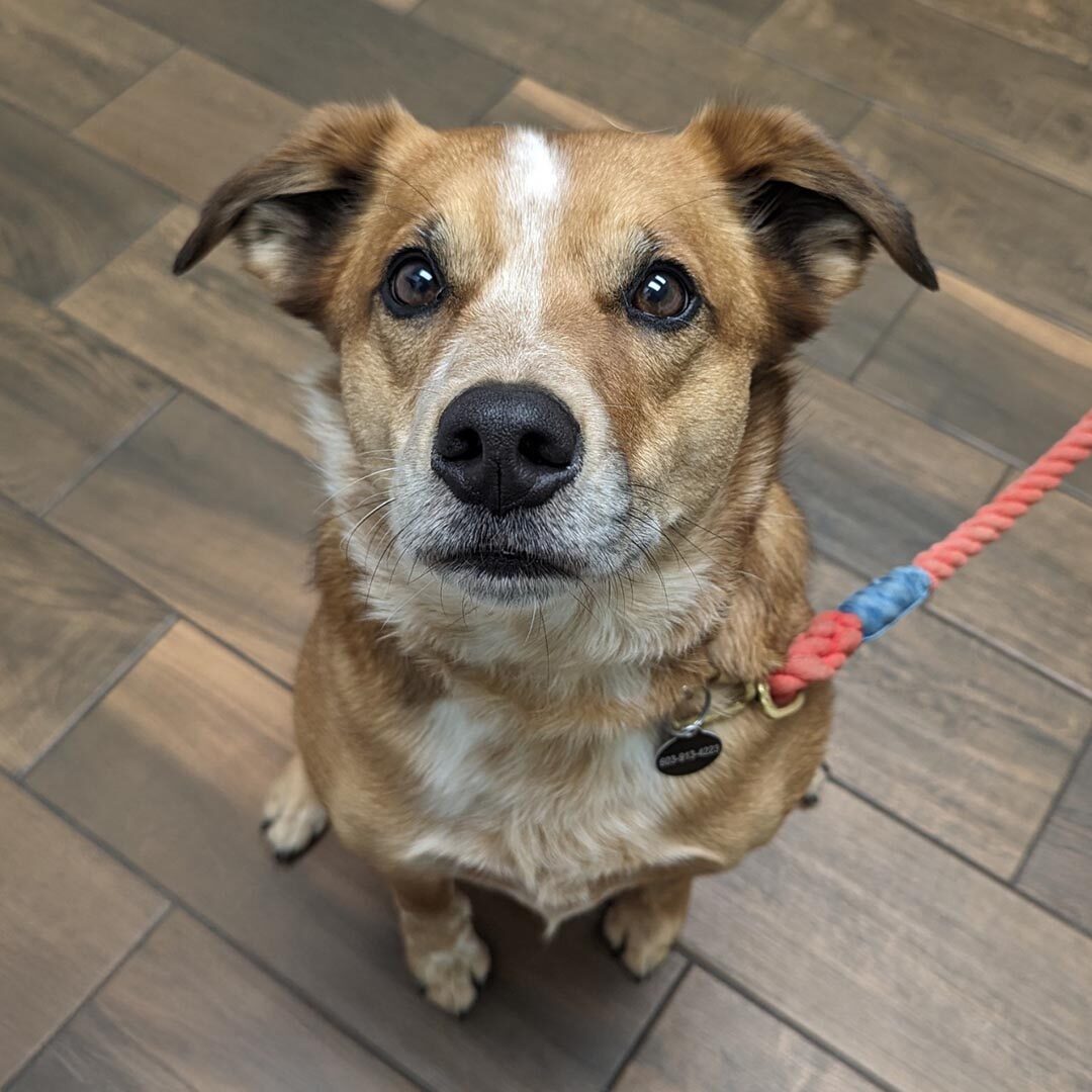 Pet FAQs In Nashua, NH dog looking up at camera