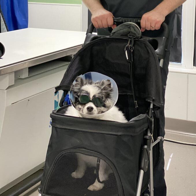 Pet Laser Therapy Services In Nashua, NH dog in a stroller wearing laser therapy goggles