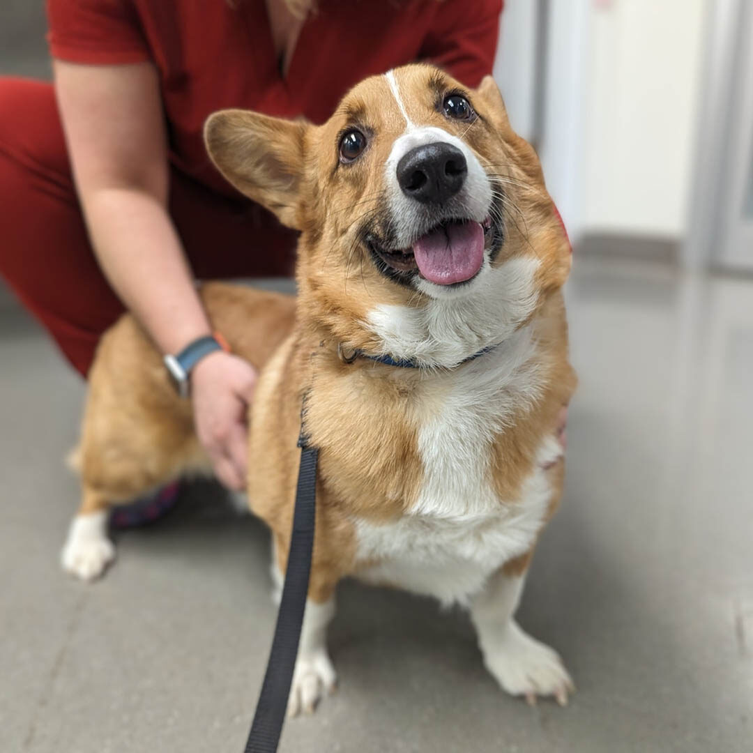 Stress Free Pet Visits In Nashua, NH smiling corgi