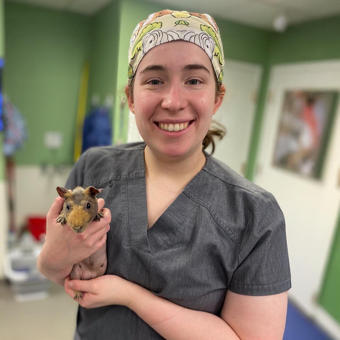 Tech Holding Guinea Pig Tech Holding Guinea Pig