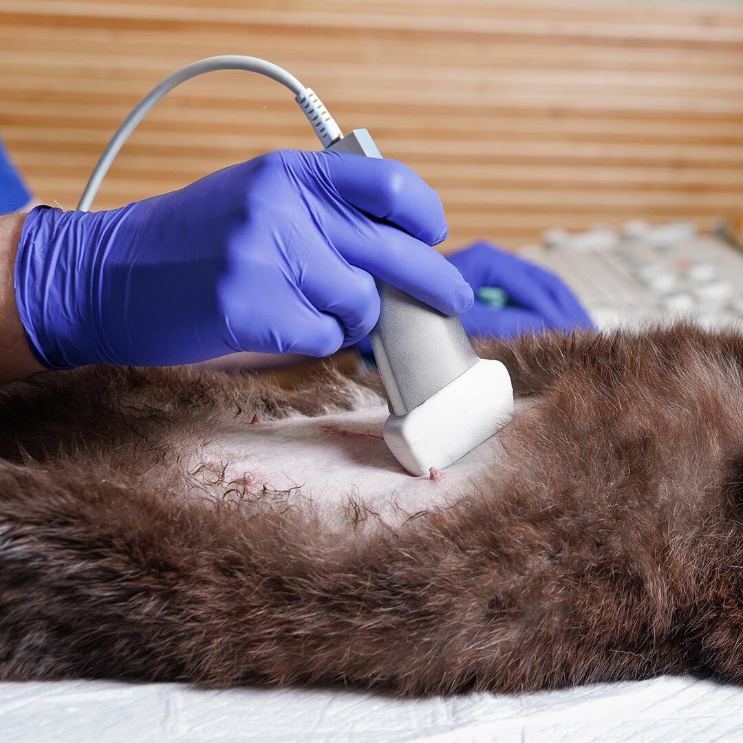 Ultrasound Of Cats Stomach Ultrasound Of Cats Stomach