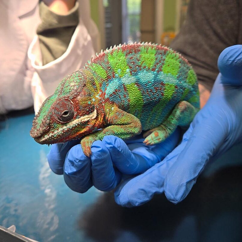 Urgent Pet Care In Nashua, NH chameleon getting help with urgent illness